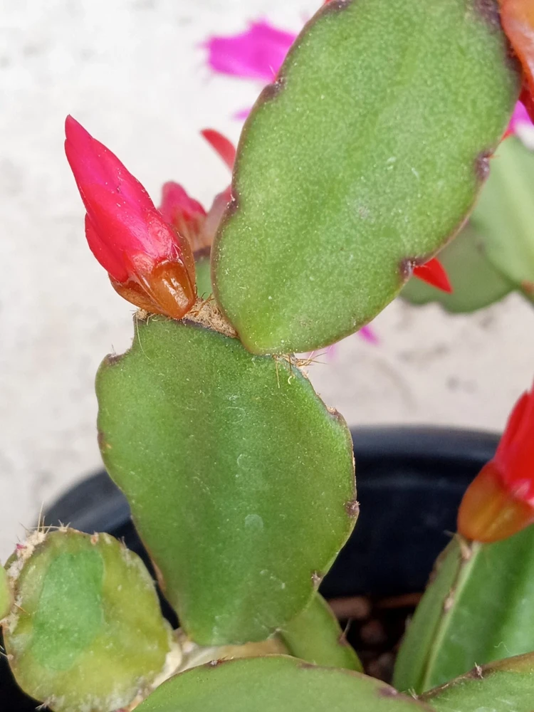5 Rooted Easter Cactus Live Plant - Pink Red Schlumbergera Zygocactus Mix - Image 12