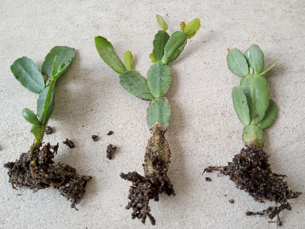 5 Rooted Easter Cactus Live Plant - Pink Red Schlumbergera Zygocactus Mix - Image 13