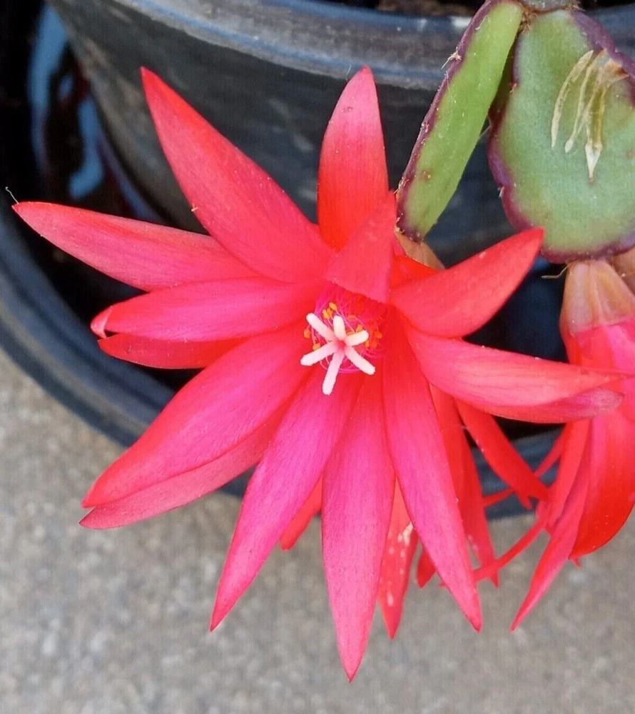 5 Rooted Easter Cactus Live Plant - Pink Red Schlumbergera Zygocactus Mix - Image 3