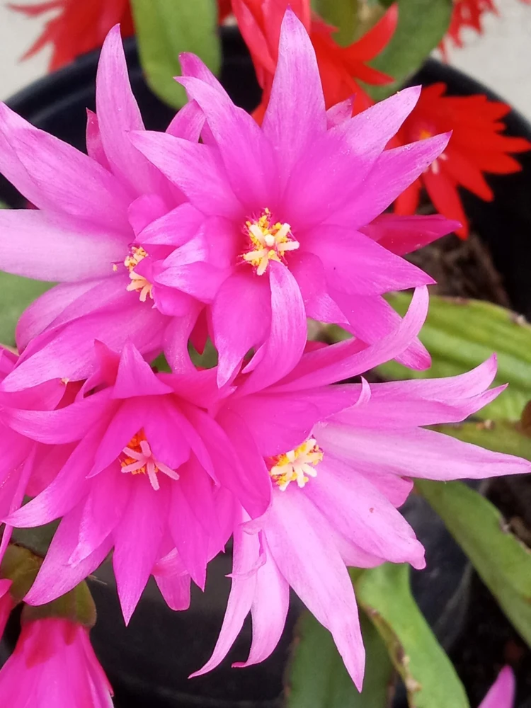 5 Rooted Easter Cactus Live Plant - Pink Red Schlumbergera Zygocactus Mix - Image 6