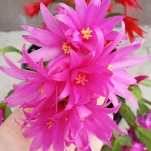 5 Rooted Easter Cactus Live Plant - Pink Red Schlumbergera Zygocactus Mix - Image 7