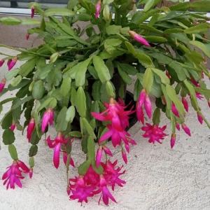 5 Rooted Pink Christmas Cactus Cuttings - Live Schlumbergera Zygocactus Plant - Image 2