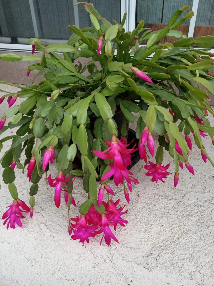 5 Rooted Pink Christmas Cactus Cuttings - Live Schlumbergera Zygocactus Plant - Image 2