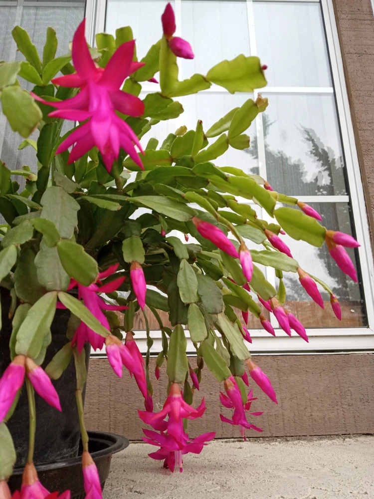 5 Rooted Pink Christmas Cactus Cuttings - Live Schlumbergera Zygocactus Plant - Image 3