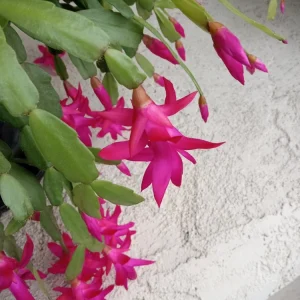 5 Rooted Pink Christmas Cactus Cuttings - Live Schlumbergera Zygocactus Plant - Image 4