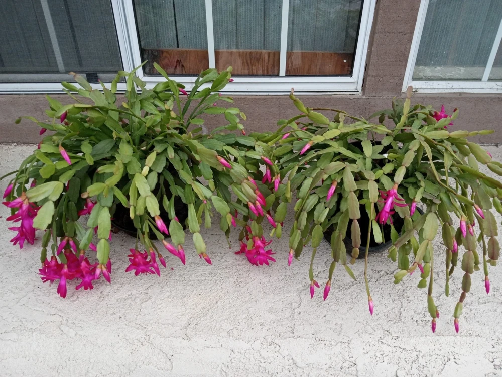 5 Rooted Pink Christmas Cactus Cuttings - Live Schlumbergera Zygocactus Plant - Image 5