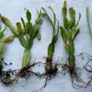 5 Rooted Pink Christmas Cactus Cuttings - Live Schlumbergera Zygocactus Plant - Image 6