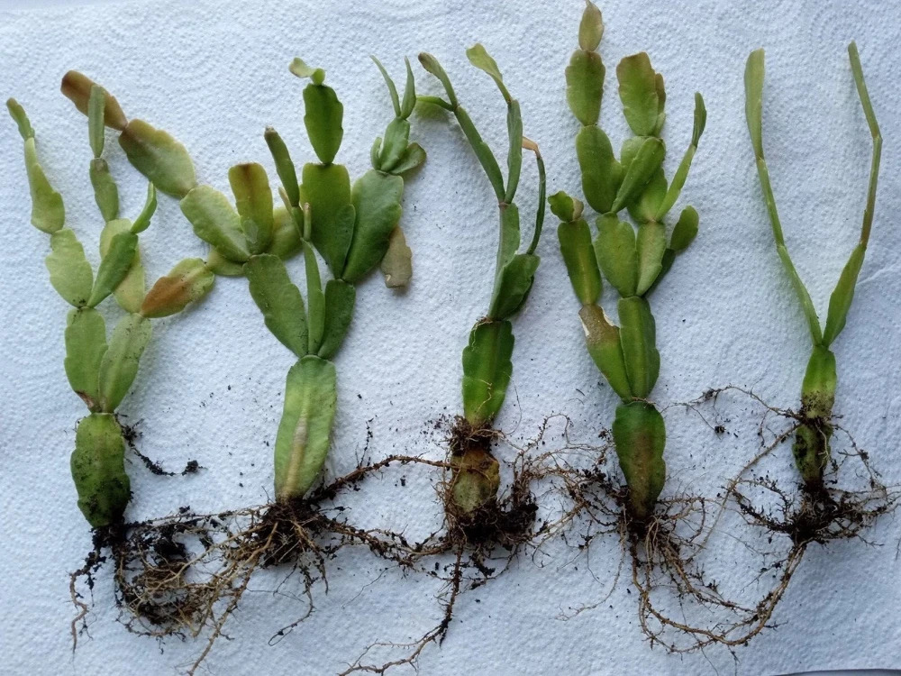 5 Rooted Pink Christmas Cactus Cuttings - Live Schlumbergera Zygocactus Plant - Image 6