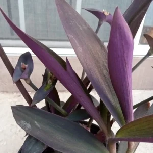 5 Rooted Purple Heart Tradescantia Pallida Cuttings - Indoor & Outdoor Live Plant - Image 4