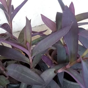 5 Rooted Purple Heart Tradescantia Pallida Cuttings - Indoor & Outdoor Live Plant - Image 5