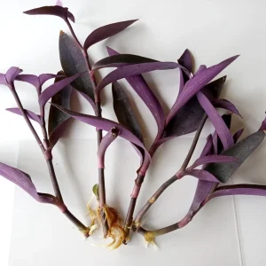 5 Rooted Purple Heart Tradescantia Pallida Cuttings - Indoor & Outdoor Live Plant - Image 6