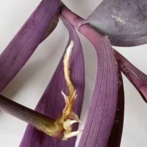 5 Rooted Purple Heart Tradescantia Pallida Cuttings - Indoor & Outdoor Live Plant - Image 7
