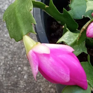 5 Rooted Thanksgiving Cactus Schlumbergera Variety Mix Live Plant - Image 15