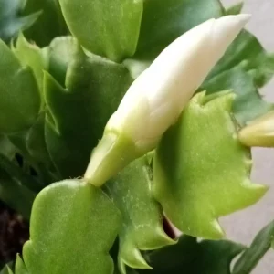 5 Rooted Thanksgiving Cactus Schlumbergera Variety Mix Live Plant - Image 18
