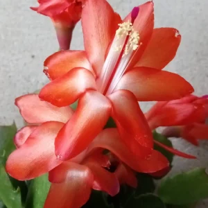 5 Rooted Thanksgiving Cactus Schlumbergera Variety Mix Live Plant - Image 2
