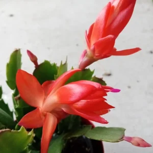 5 Rooted Thanksgiving Cactus Schlumbergera Variety Mix Live Plant - Image 4