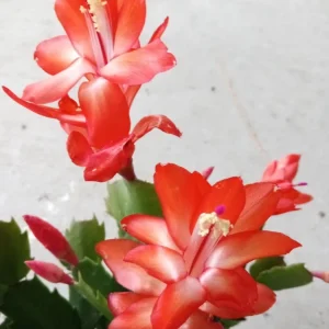 5 Thanksgiving Cactus Cuttings - Orange Schlumbergera Zygocactus Leaf - Indoor/Outdoor - Image 2