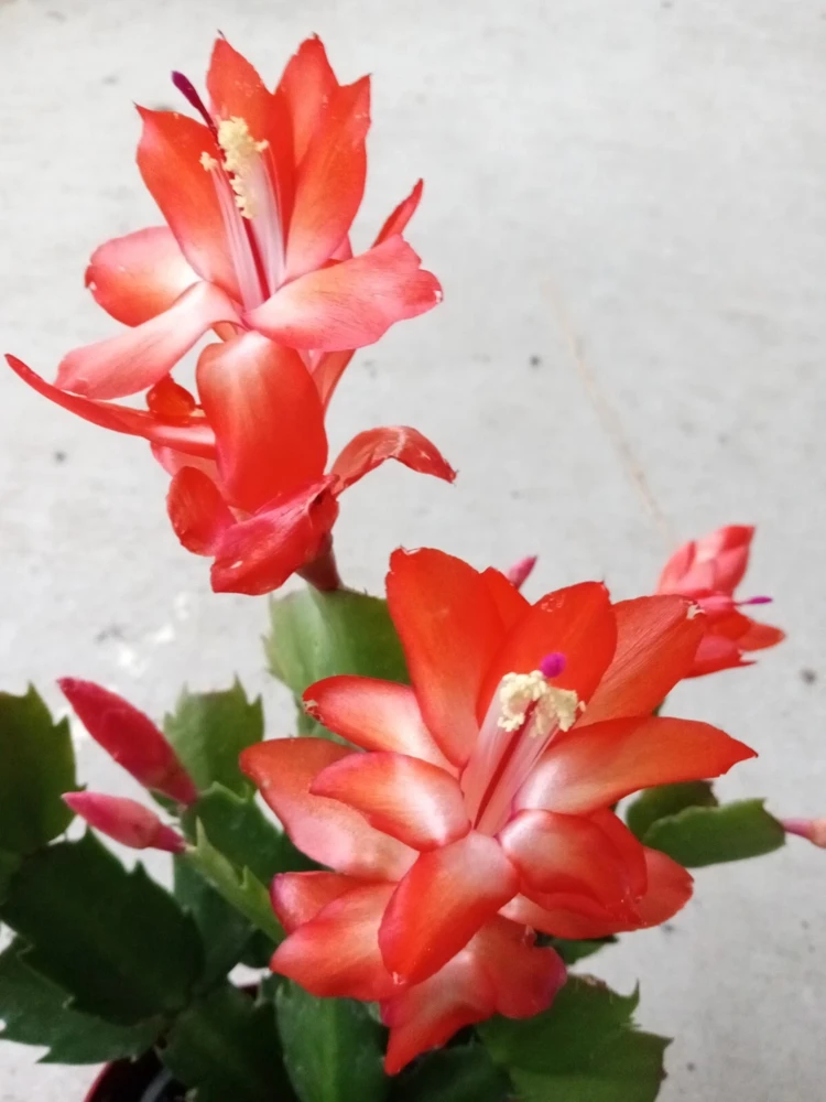 5 Thanksgiving Cactus Cuttings - Orange Schlumbergera Zygocactus Leaf - Indoor/Outdoor - Image 2