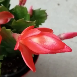 5 Thanksgiving Cactus Cuttings - Orange Schlumbergera Zygocactus Leaf - Indoor/Outdoor - Image 4
