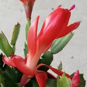 5 Thanksgiving Cactus Cuttings - Orange Schlumbergera Zygocactus Leaf - Indoor/Outdoor - Image 6