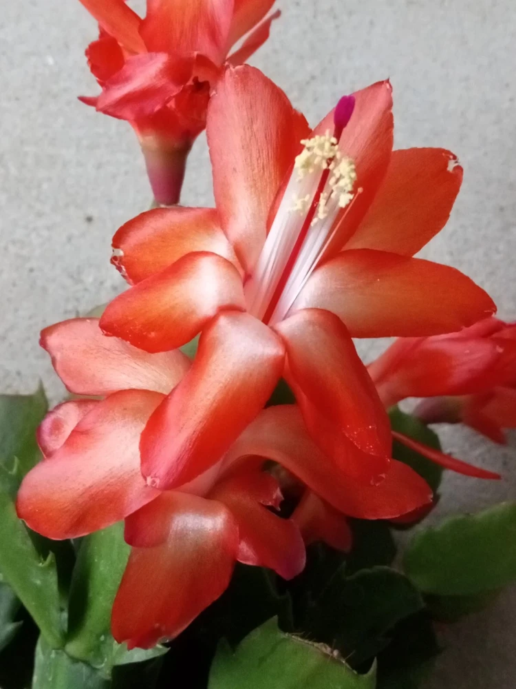 5 Thanksgiving Cactus Cuttings - Orange Schlumbergera Zygocactus Leaf - Indoor/Outdoor - Image 1