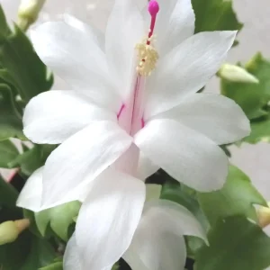 5 White Thanksgiving Cactus Live Cuttings - Schlumbergera Zygocactus Leaf Ready to Plant - Image 2