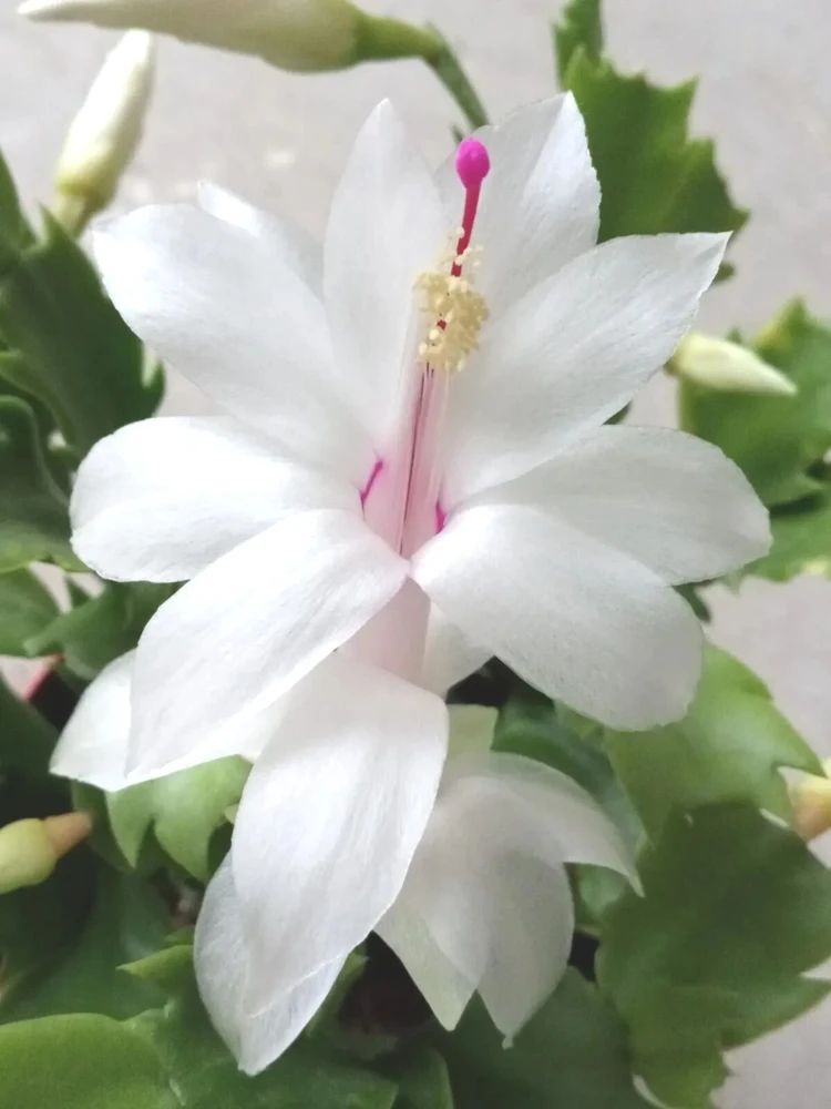5 White Thanksgiving Cactus Live Cuttings - Schlumbergera Zygocactus Leaf Ready to Plant - Image 2