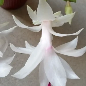 5 White Thanksgiving Cactus Live Cuttings - Schlumbergera Zygocactus Leaf Ready to Plant - Image 3