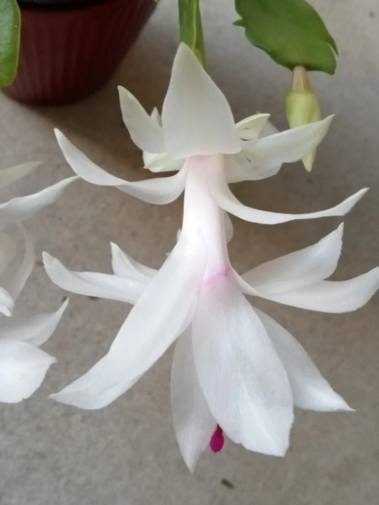5 White Thanksgiving Cactus Live Cuttings - Schlumbergera Zygocactus Leaf Ready to Plant - Image 3