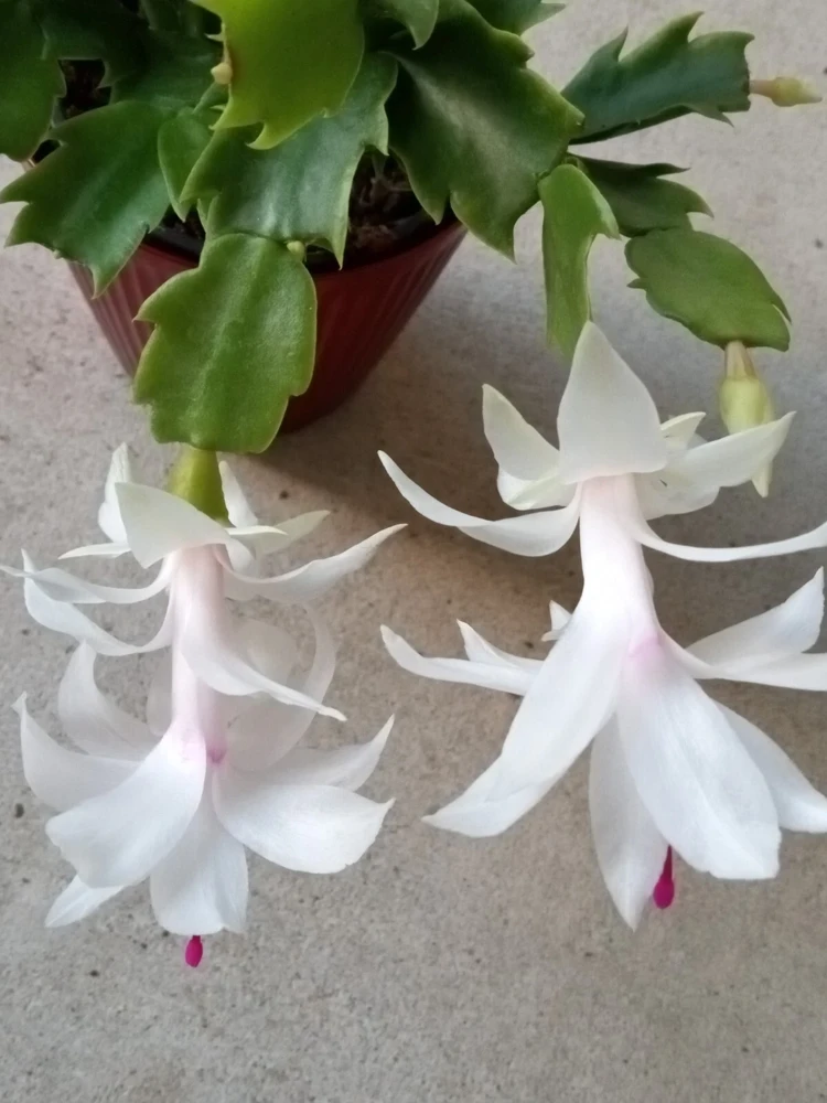 5 White Thanksgiving Cactus Live Cuttings - Schlumbergera Zygocactus Leaf Ready to Plant - Image 4