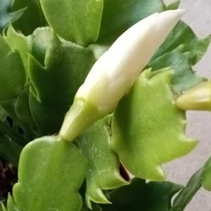 5 White Thanksgiving Cactus Live Cuttings - Schlumbergera Zygocactus Leaf Ready to Plant - Image 5