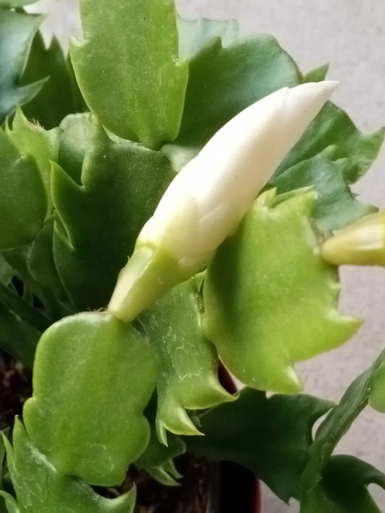 5 White Thanksgiving Cactus Live Cuttings - Schlumbergera Zygocactus Leaf Ready to Plant - Image 5