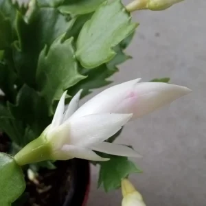 5 White Thanksgiving Cactus Live Cuttings - Schlumbergera Zygocactus Leaf Ready to Plant - Image 6