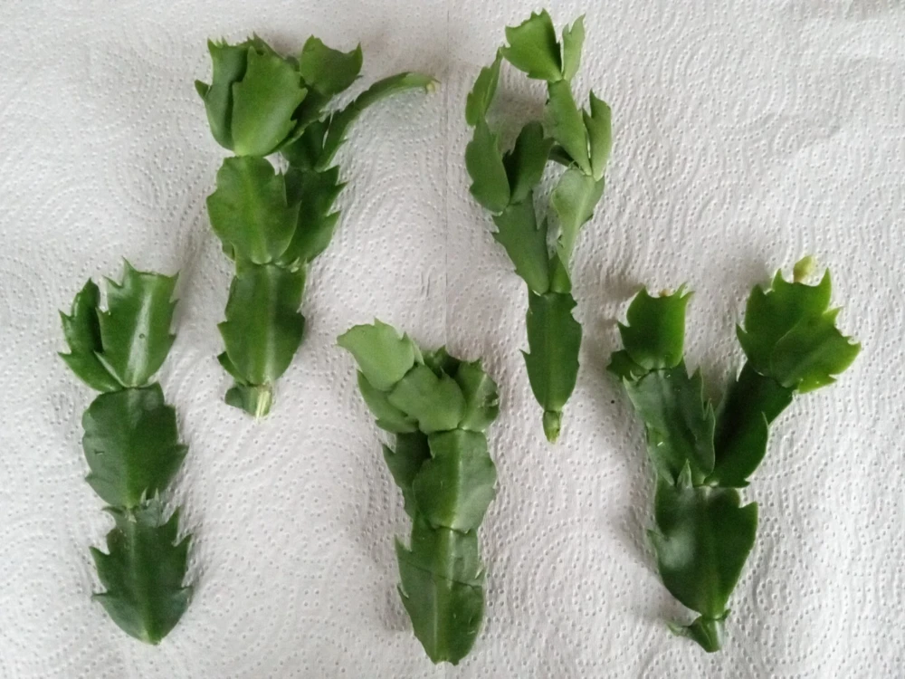5 White Thanksgiving Cactus Live Cuttings - Schlumbergera Zygocactus Leaf Ready to Plant - Image 7