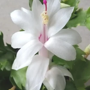 5 White Thanksgiving Cactus Live Cuttings - Schlumbergera Zygocactus Leaf Ready to Plant - Image 1