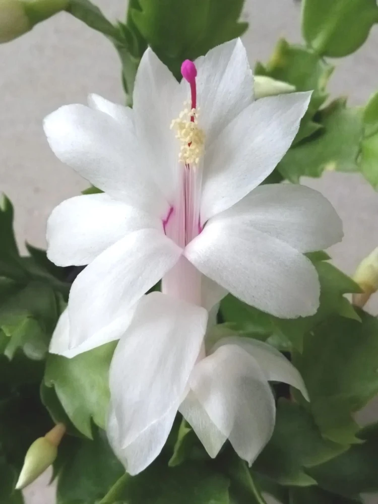 5 White Thanksgiving Cactus Live Cuttings - Schlumbergera Zygocactus Leaf Ready to Plant - Image 1