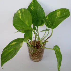 6 Rooted Golden Pothos Ivy Live Plant – Epipremnum Aureum – Indoor/Outdoor Air Purifying Vine - Image 2
