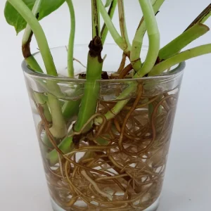 6 Rooted Golden Pothos Ivy Live Plant – Epipremnum Aureum – Indoor/Outdoor Air Purifying Vine - Image 3