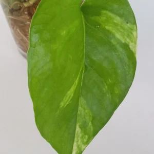 6 Rooted Golden Pothos Ivy Live Plant – Epipremnum Aureum – Indoor/Outdoor Air Purifying Vine - Image 4