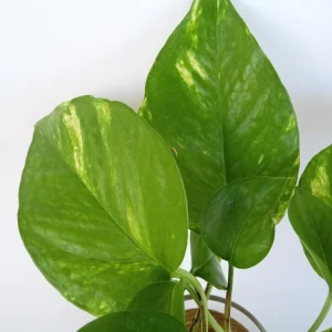 6 Rooted Golden Pothos Ivy Live Plant – Epipremnum Aureum – Indoor/Outdoor Air Purifying Vine - Image 5