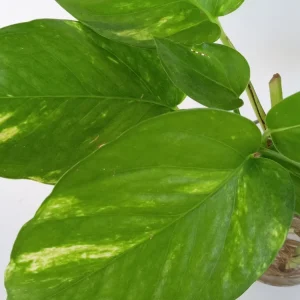 6 Rooted Golden Pothos Ivy Live Plant – Epipremnum Aureum – Indoor/Outdoor Air Purifying Vine - Image 6