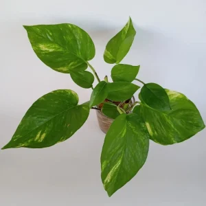 6 Rooted Golden Pothos Ivy Live Plant – Epipremnum Aureum – Indoor/Outdoor Air Purifying Vine - Image 1
