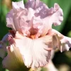 7 Bearded Iris Rhizome Bulbs - Variety Mix Perennial for Full Sun Gardens - Image 1