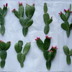 7 Easter Cactus Cuttings Pink Red Variety Mix - Schlumbergera Zygocactus Leaf - Image 13