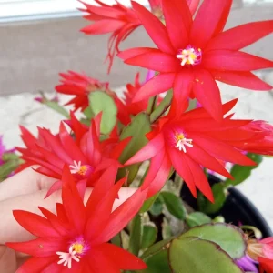 7 Easter Cactus Cuttings Pink Red Variety Mix - Schlumbergera Zygocactus Leaf - Image 2