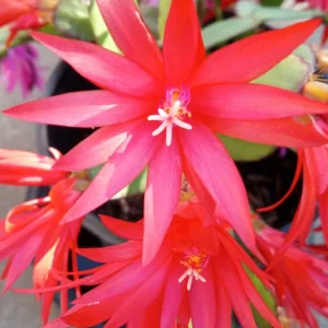 7 Easter Cactus Cuttings Pink Red Variety Mix - Schlumbergera Zygocactus Leaf - Image 5