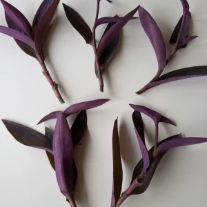 7 Purple Heart Tradescantia Pallida Live Perennial Cuttings - Indoor/Outdoor - Image 2
