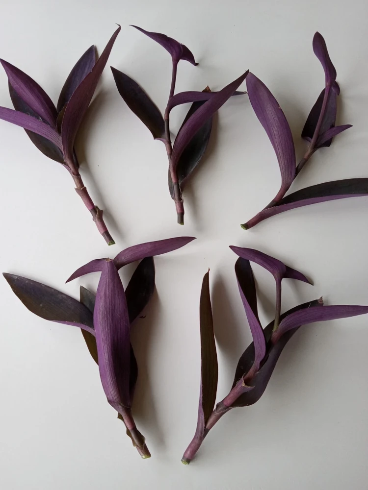 7 Purple Heart Tradescantia Pallida Live Perennial Cuttings - Indoor/Outdoor - Image 2
