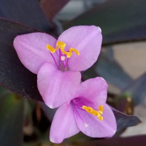 7 Purple Heart Tradescantia Pallida Live Perennial Cuttings - Indoor/Outdoor - Image 3