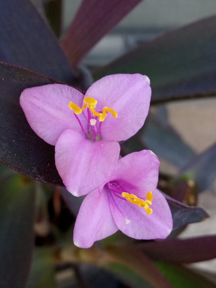 7 Purple Heart Tradescantia Pallida Live Perennial Cuttings - Indoor/Outdoor - Image 3